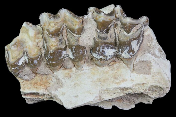 Oreodont Jaw Section With Teeth - South Dakota #81939